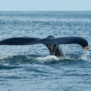 Puerto Madryn. "Ballenas"