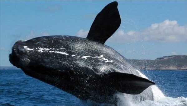 Puerto Madryn. "Ballenas"